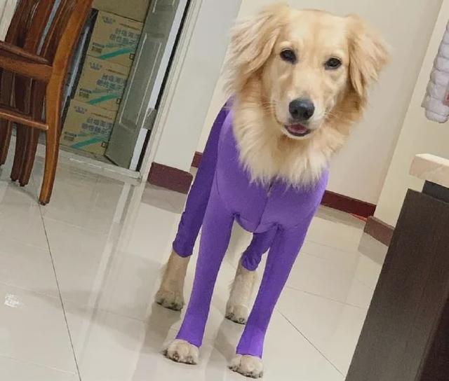 换毛期的金毛犬怎么养，金毛犬什么时候换毛（穿上后实在有点儿辣眼睛）