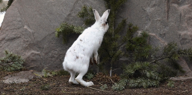 野兔和家兔的区别，家兔和野兔的区别（兔子软萌的外表下）