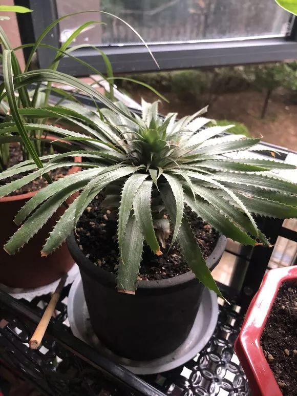 霸王花是火龙果的花吗，昙花、霸王花、火龙果花和令箭荷花的区别（奶奶把一根枝插土里）