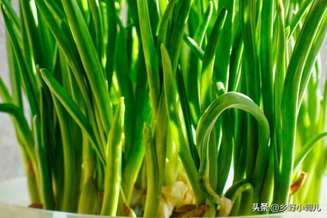 水培大蒜的方法，大蒜的水培方法介绍（大蒜水培种植方法）