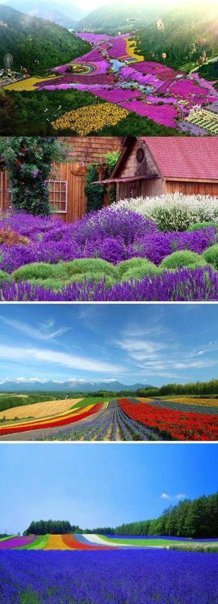 花景生多云讲什么，花景生（漫山遍野的鲜花，满眼春光）