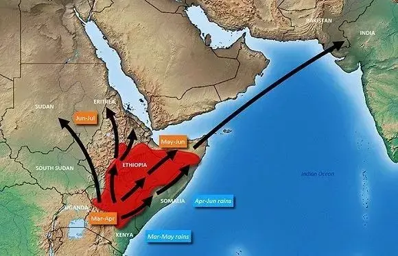 蝗虫为什么能在较坚硬的土壤中产卵，蝗虫产卵没在土里（又将会对中国造成什么影响）