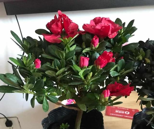 如何养好比利时杜鹃，如何养好比利时杜鹃品种（经验少的朋友别入“坑”）