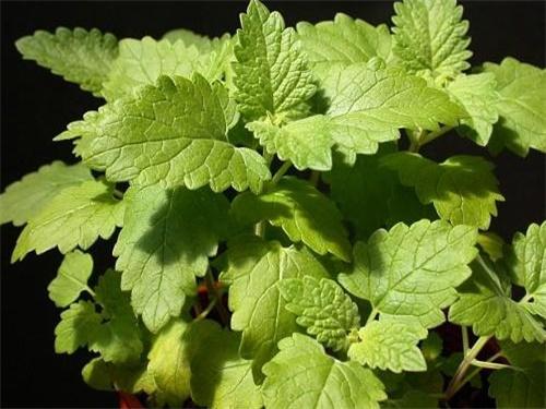 荆芥最佳种植方法，荆芥的用量是多少克（春季播种荆芥要注意保持土壤湿润）