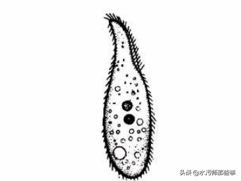 微生物镜检标准是多少，污水处理厂微生物镜检流程与污泥活性分析总结