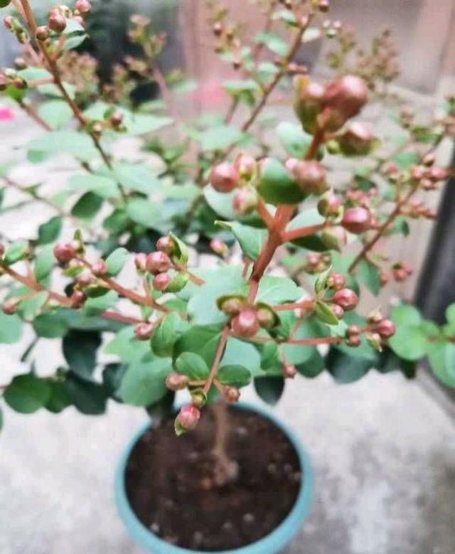 紫薇盆景怎么养，紫薇盆景怎么养出大根盘（夏秋繁花满树）