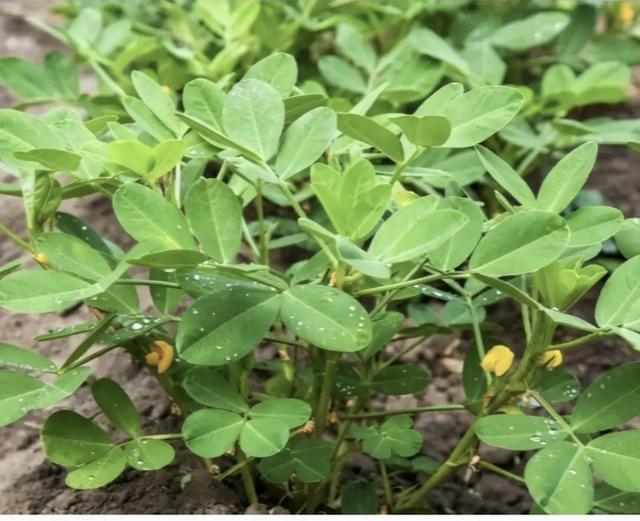 种花生管理方法，种花生的管理方法（老农说只要你按照以下四种方法去管理花生）