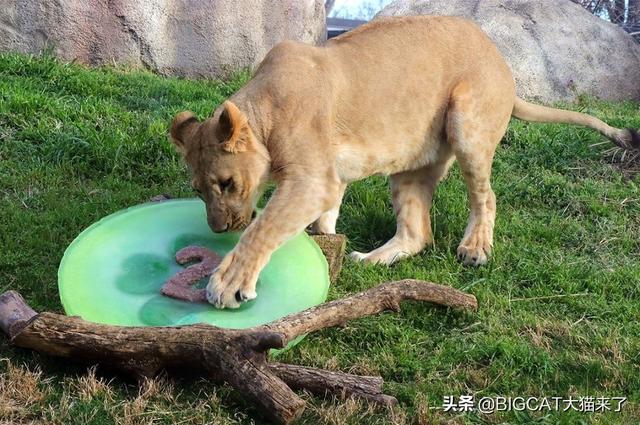 美輪美奐指什麼動物,美輪美奐象徵哪種動物(新版獅子王中的小辛巴原型