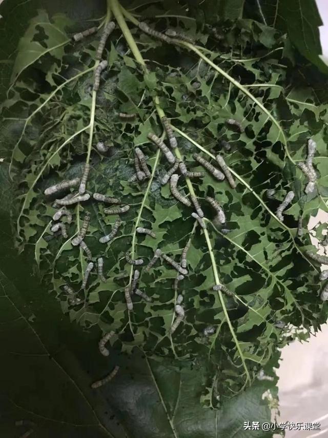 金丝蚕和白丝蚕有什么区别图片,金丝蚕和白丝蚕有什么区别