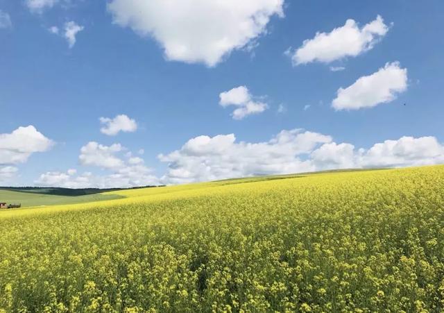 油菜花开的季节，适合家庭室内养的花与绿植（2019年全国油菜花开放时间表）