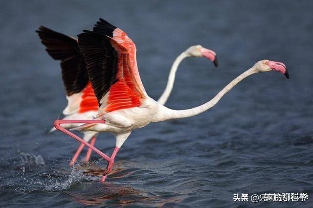 两栖动物的定义，自然界为什么没有三栖动物