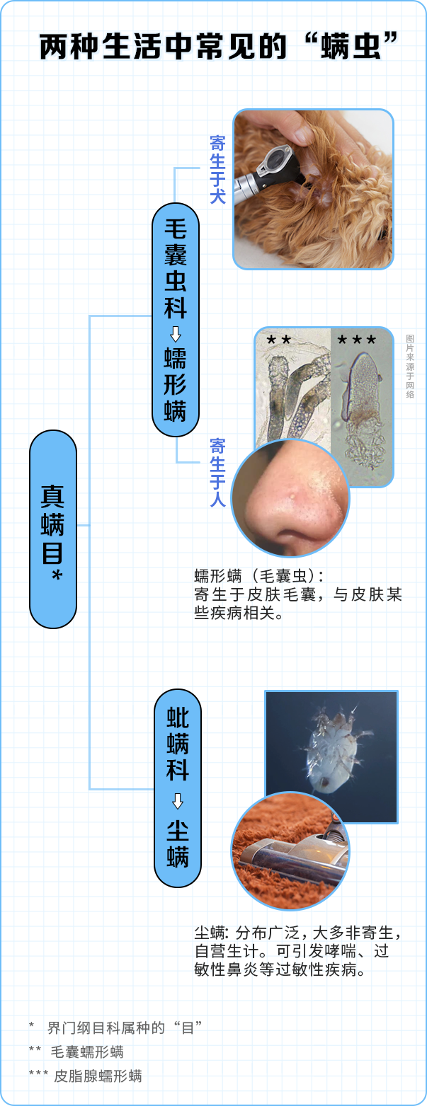 螨虫过敏的症状，螨虫过敏的症状是什么样子的（可别认错让你过敏的罪魁祸首）