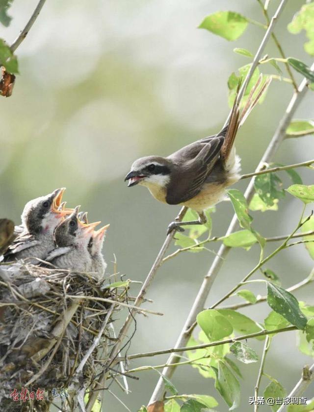 伯勞鳥飼養,伯勞鳥飼養圖片(