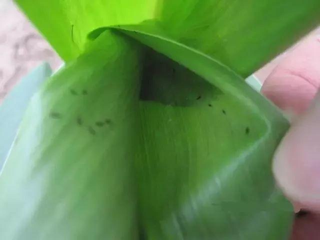 害虫有哪些昆虫，害虫有哪些昆虫介绍（常见害虫的处理和预防技巧）