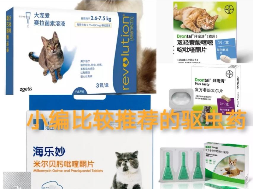 猫洗牙多少钱 猫洗牙要麻醉吗