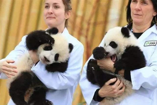 海狸是哪个国家的国宝，海狸是哪个国家的国宝的寿命（在加拿大寻找身价过亿美元的动物）