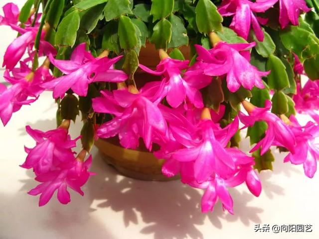 蟹爪兰的养护方法，蟹爪兰的日常养护方法（蟹爪兰养护要点）