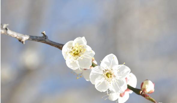巫峡巫山杨柳多下一句，巫峡巫山杨柳多的下一句是什么（为什么不能改为两岸黄鹂鸣翠柳）