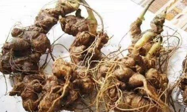 黄精图片植物图片，黄精的作用和功效图片（最低也要60元一斤）