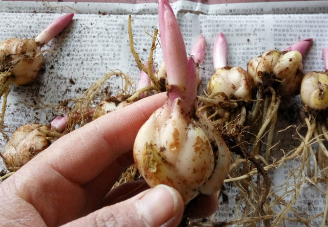 土培百合花怎么养，土壤百合花怎么养（一年四季都能有花赏）
