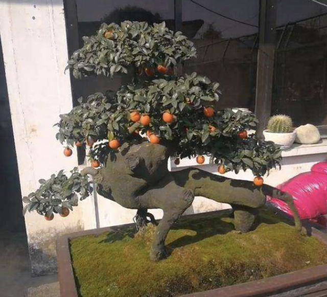 米叶罗汉松和雀舌罗汉松有什么区别，米叶罗汉松与雀舌罗汉松哪个好（“3种树”看着高档）