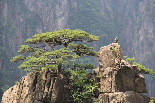 猴年马月什么意思，猴年马月什么意思猴年什么猴年（“猴年马月”真的到了）