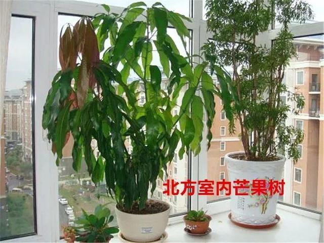 芒果种子怎么种，一个夏天就能长成小树苗