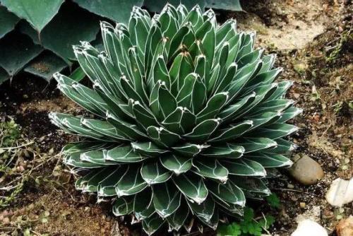 笹之雪是一种很特别的多肉植物,属于龙舌兰品种,耐寒性超强,有深绿色