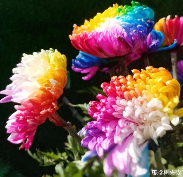 荷花有几种颜色，莲花有几种颜色分别是象征什么（1盆菊花售价1.2万）