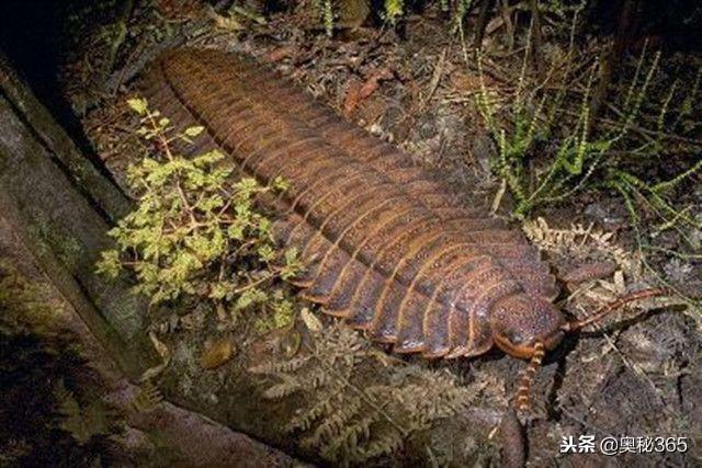 棘龙的天敌是谁，想知道棘龙怕什么龙呀（史前最凶残的10大生物）