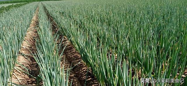 枸杞哪里产的最好，黑枸杞产自哪里（全国哪的大葱最好吃）