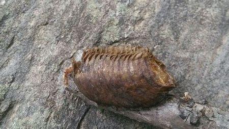 以身相许还是以身饲你，致命爱人