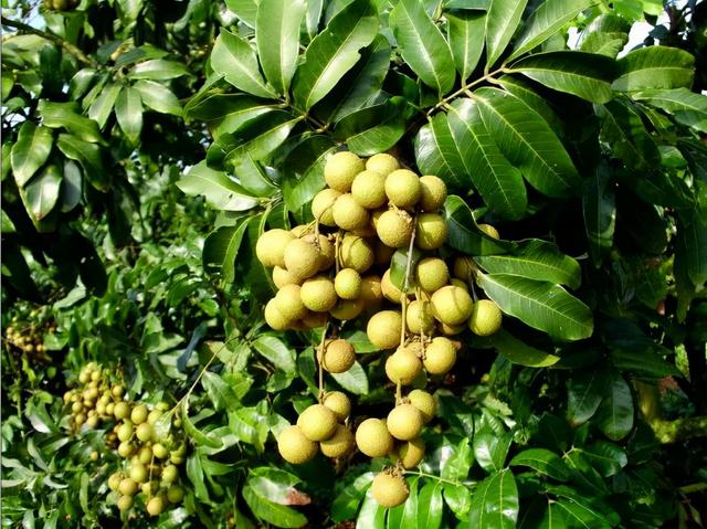 甲亢坚决不能吃的水果，甲亢最怕三种水果（得了甲亢能吃桂圆吗）