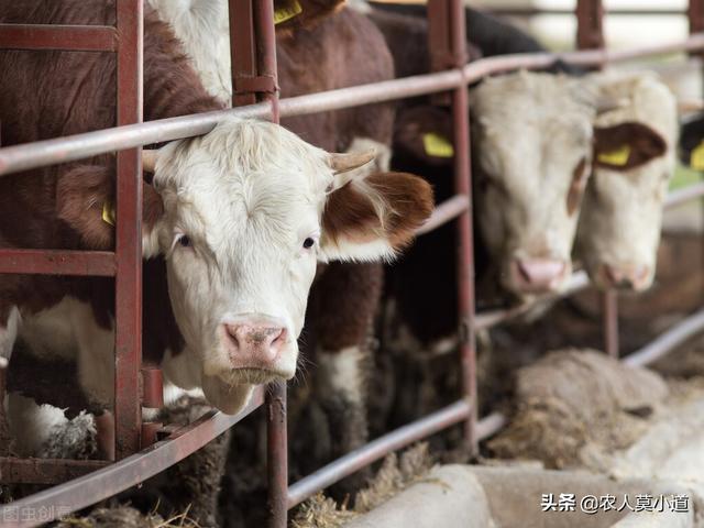 一头牛能卖多少钱，成品肉牛价格（返乡创业养牛是不是首选项呢）