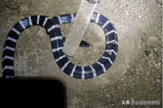 人会被自己的口水呛死吗，怎么会被自己的口水呛到（如何成为钓鱼人的噩梦）