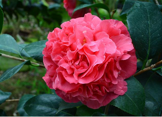 克瑞墨大牡丹茶花，纯正克瑞墨大牡丹茶花（养盆“克瑞墨牡丹”）