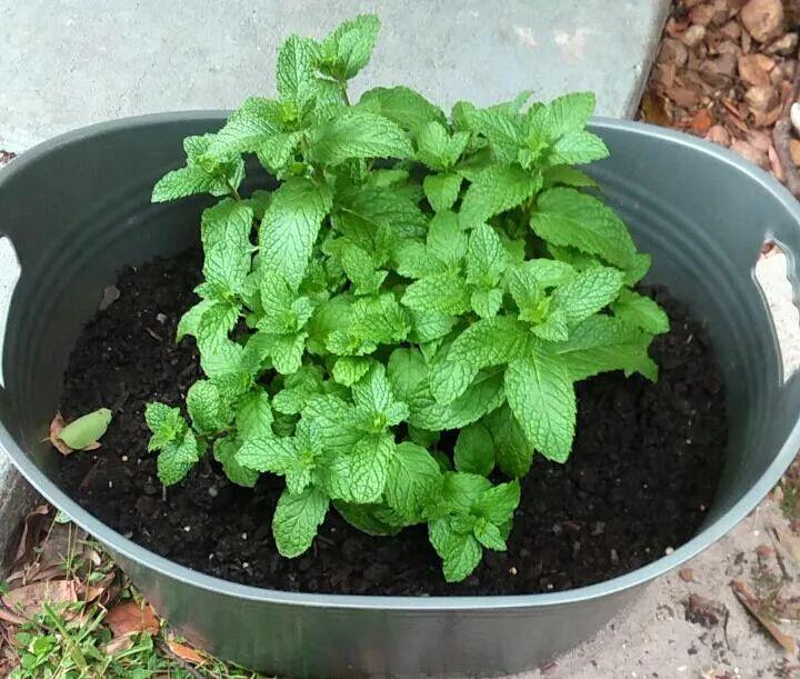 薄荷的养殖方法和注意事项，薄荷的养殖方法和注意事项水培（别总以为盆栽薄荷很好养）