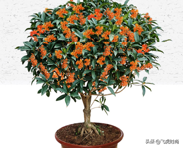 四季桂花放在客厅好吗 桂花如何养殖，四季桂花放在客厅好吗（五个桂花品种中的佼佼者）