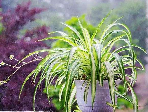 吊兰图片，最受欢迎的4种吊兰（吊兰开花的图片）