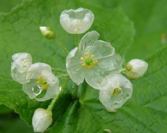 世中逢尔雨中逢花网名，世中逢尔雨中逢花微信昵称（一淋雨就变成透明水晶）