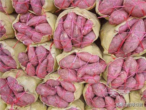 红薯怎么保存不会烂掉，红薯怎么样保存不会烂（这个方法越放越甜）