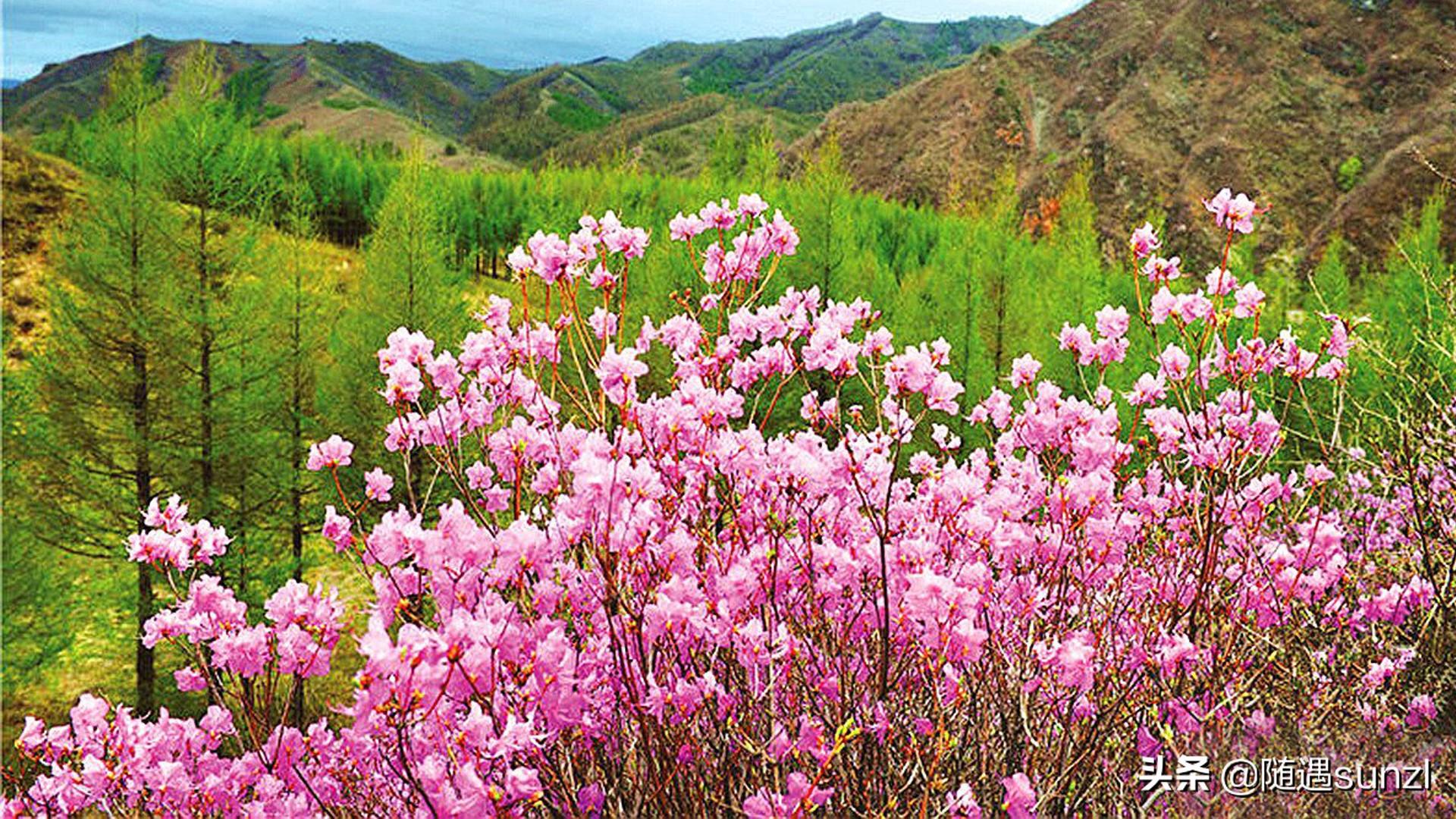 3000亩高山杜鹃花海,最佳观赏时间:5月初.