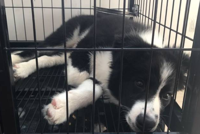 狗长藓怎么办，狗狗长藓怎么办（狗子身上起癣要怎么治）