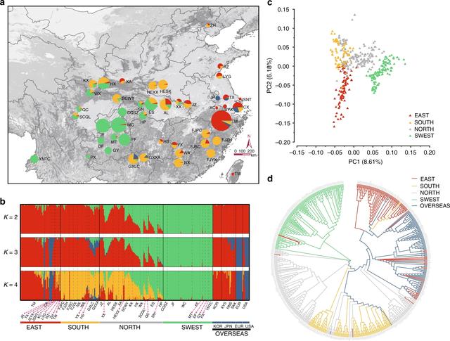 银杏树的特点具体有哪些，银杏树有什么特点（怎么就成濒危物种了）
