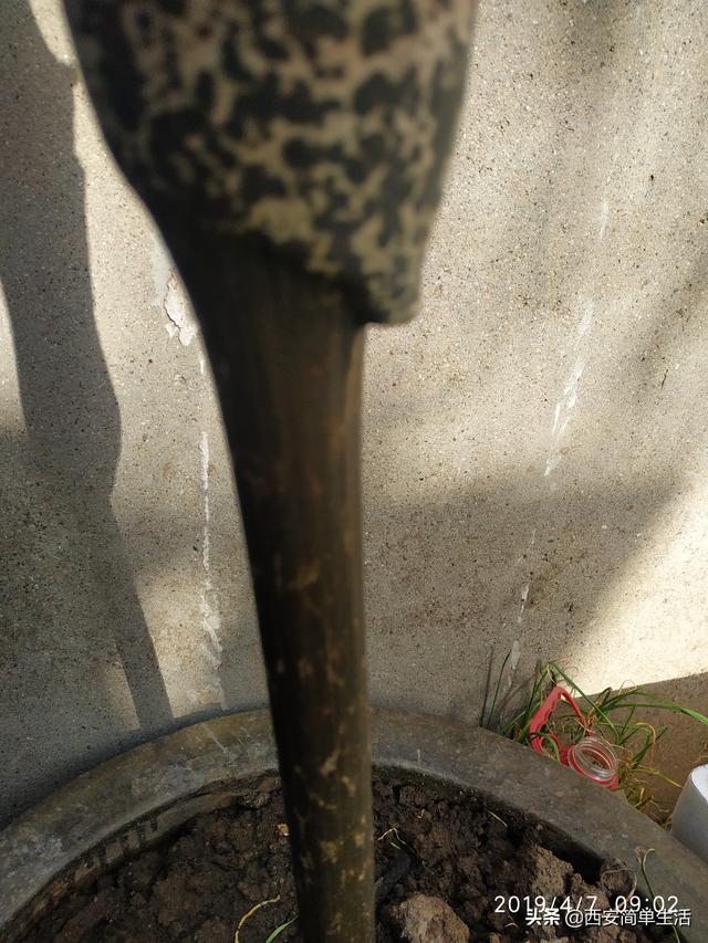 中国大的魔芋产地，魔芋产地陕西（四年才开一次花的魔芋）