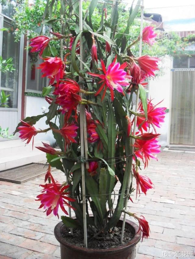 荷花的外貌特征，荷花的外貌特征怎么写（这花平时丑的没人看）