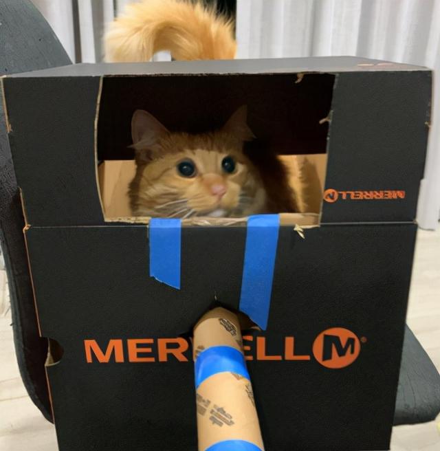 如何用最简单的材料给猫咪做玩具，如何用最简单的材料给猫咪做玩具熊（网友给家里的猫打造纸箱坦克）