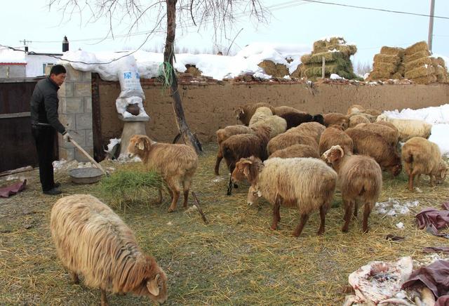 圈养羊需要哪方面的技术，圈养羊和放养羊技术和管理方法（如果你在农村圈养羊）