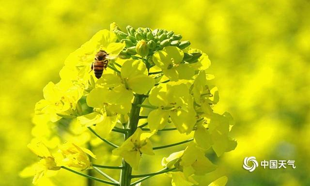 数九寒冬的数是什么意思，数九严寒数的意思（大数据告诉你数九都有啥讲究）