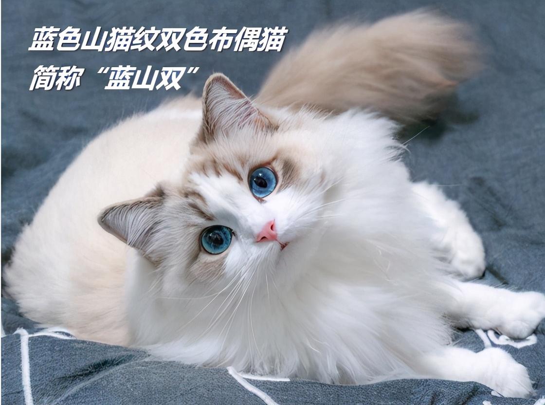 海豹双色布偶猫多少钱 海豹双色布偶猫和蓝双色布偶猫